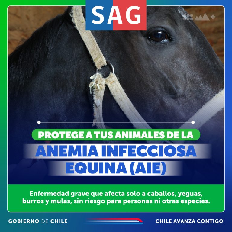 Protege a tus animales de la anemia infecciosa equina (AIE)